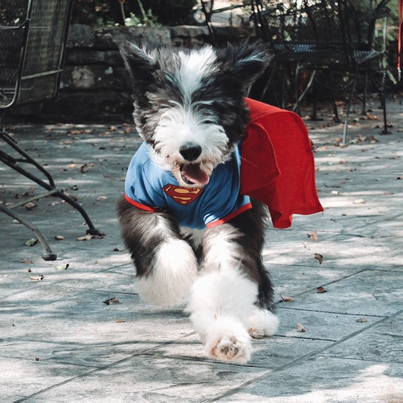 Other - super man dog suit